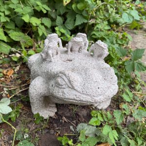 Granite frog with five young frogs